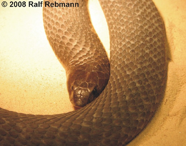 Naja annulifera Bild01